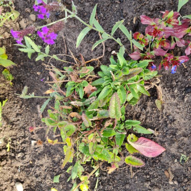 Plant image Stachys macrantha