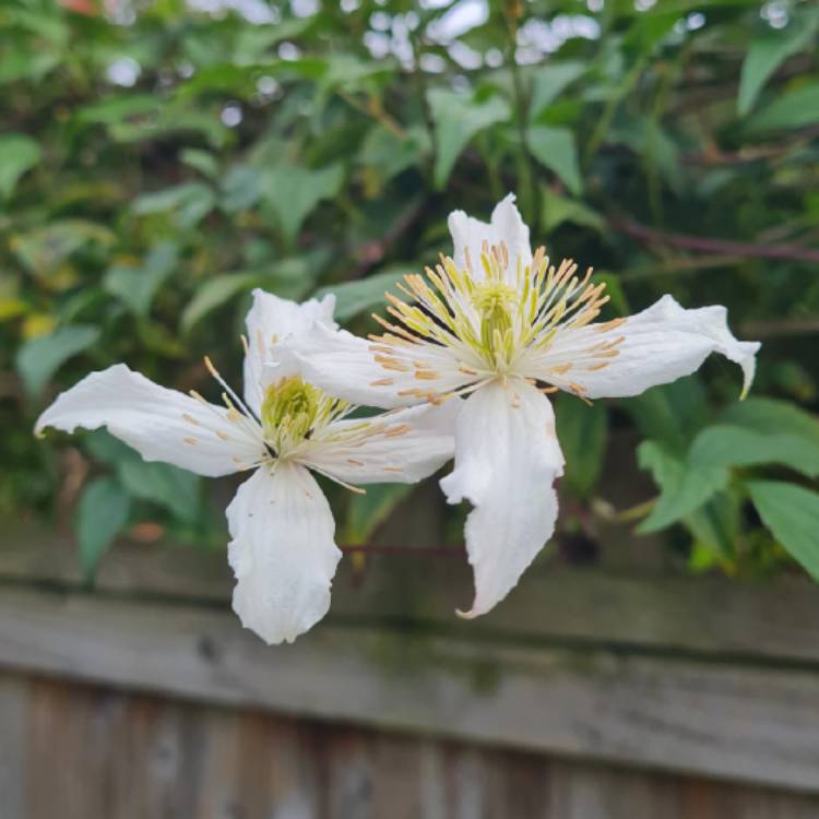 plant image 1634334 plant image 1634334