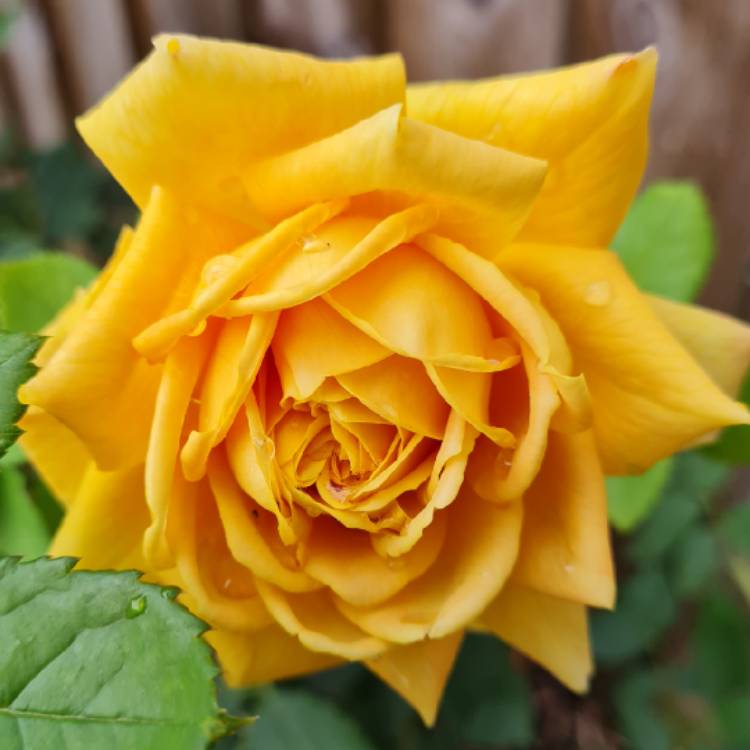 plant image 1635684