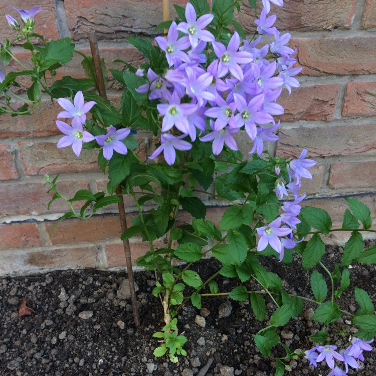 plant image 486370
