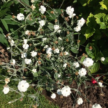Lychnis coronaria 'Alba'