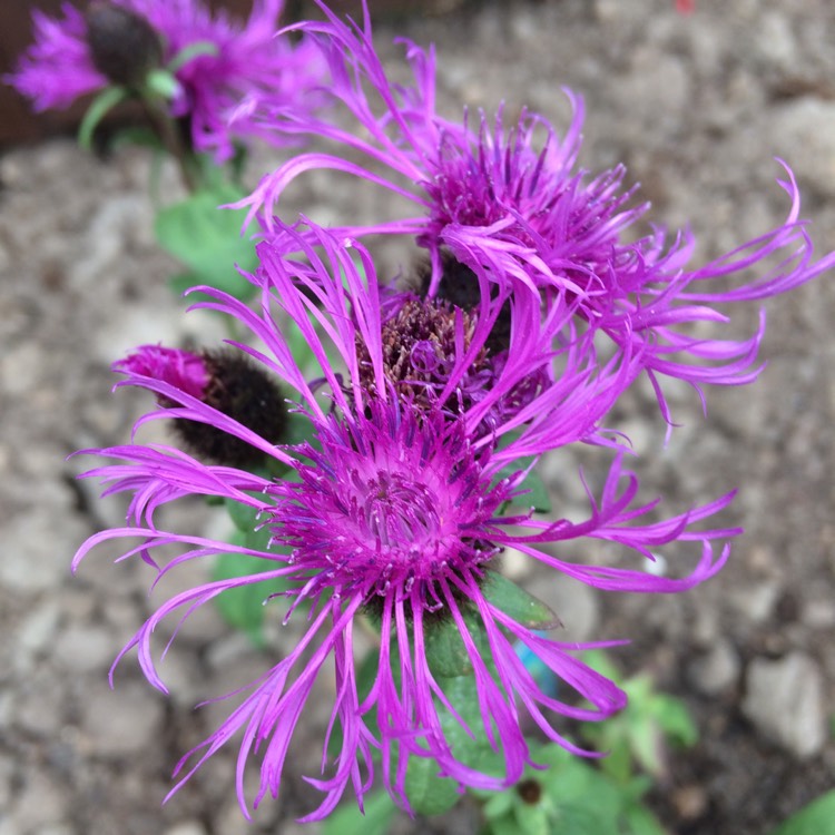plant image 491410 plant image 491410