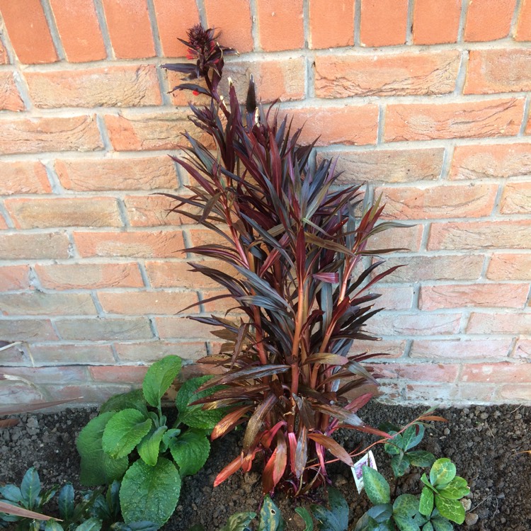 plant image 510510