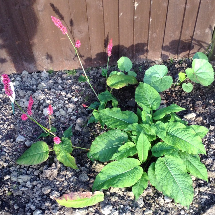 plant image 530297