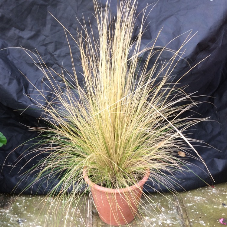 plant image 538158