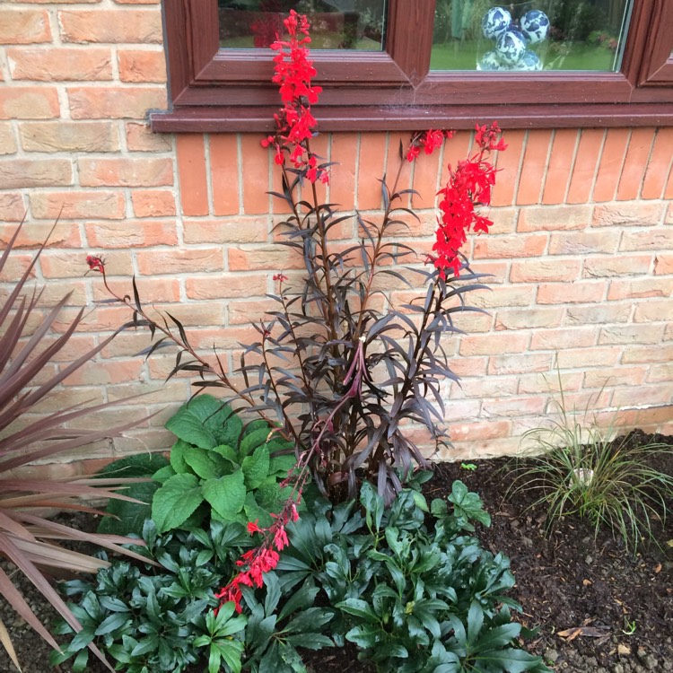 plant image 546029