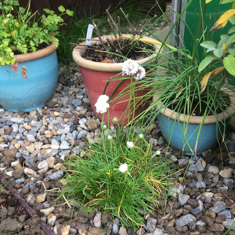 plant image 552341