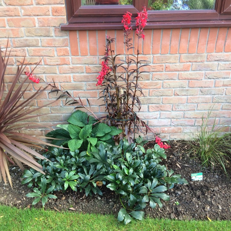 plant image 555851