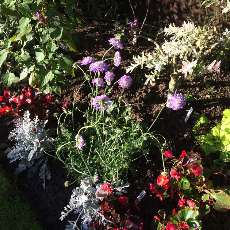 Plant image Scabiosa columbaria 'Kingfisher Blue'