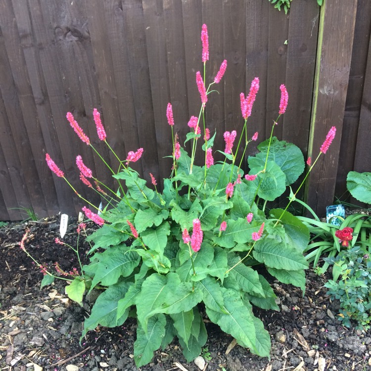 plant image 571717