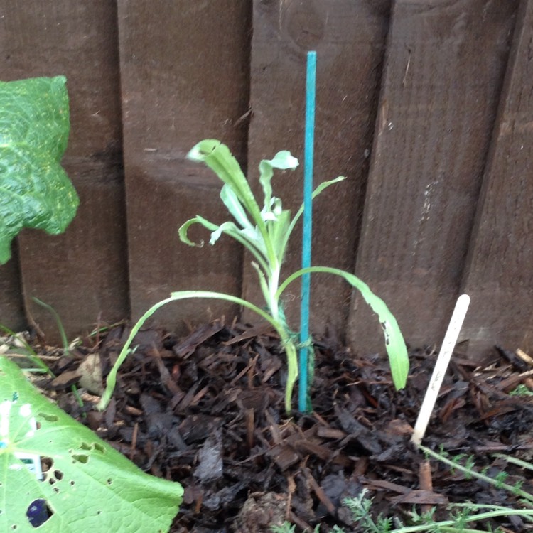 Plant image Centaurea cyanus 'Blue Boy'