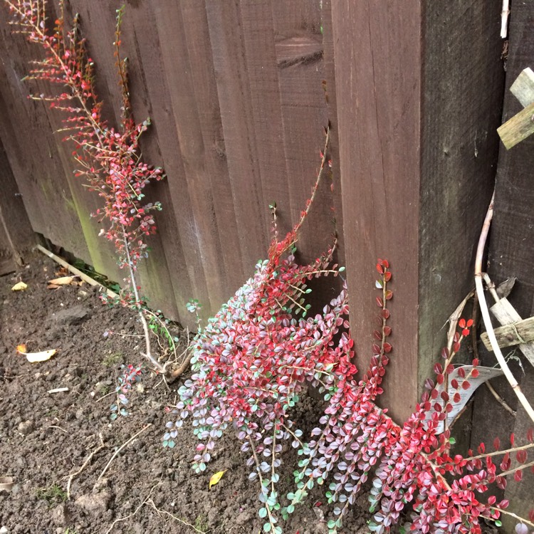 plant image 580439