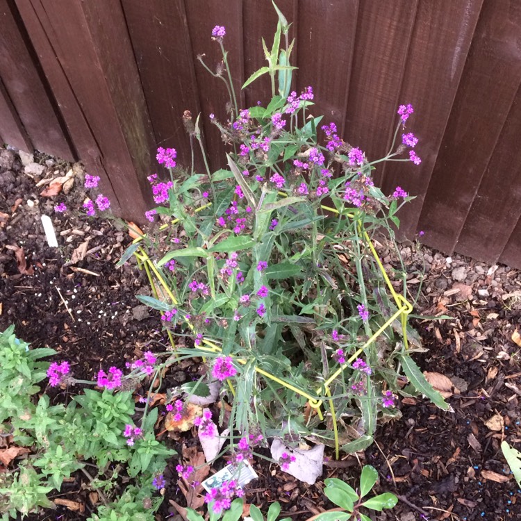 Plant image Verbena bonariensis 'Lollipop'
