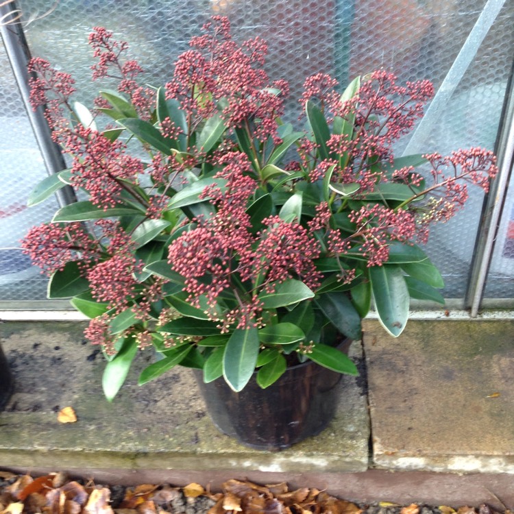 plant image 584450