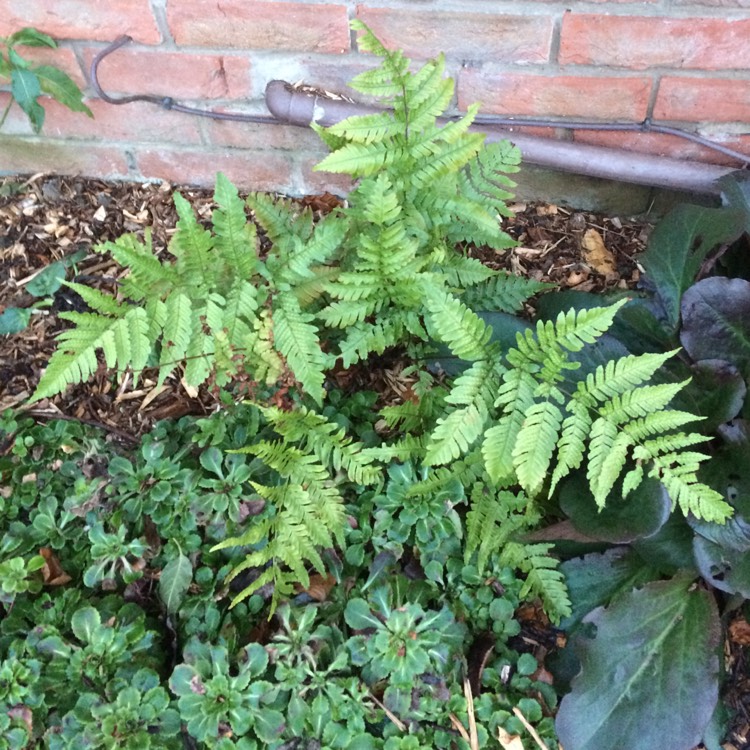 Plant image Dryopteris Erythrosora var. 'Prolifica'