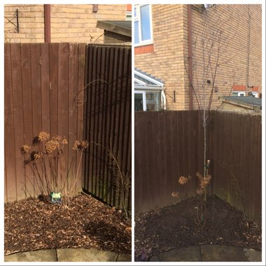 Prunus cerasifera 'Nigra'