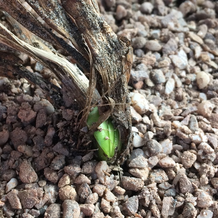 plant image 636192