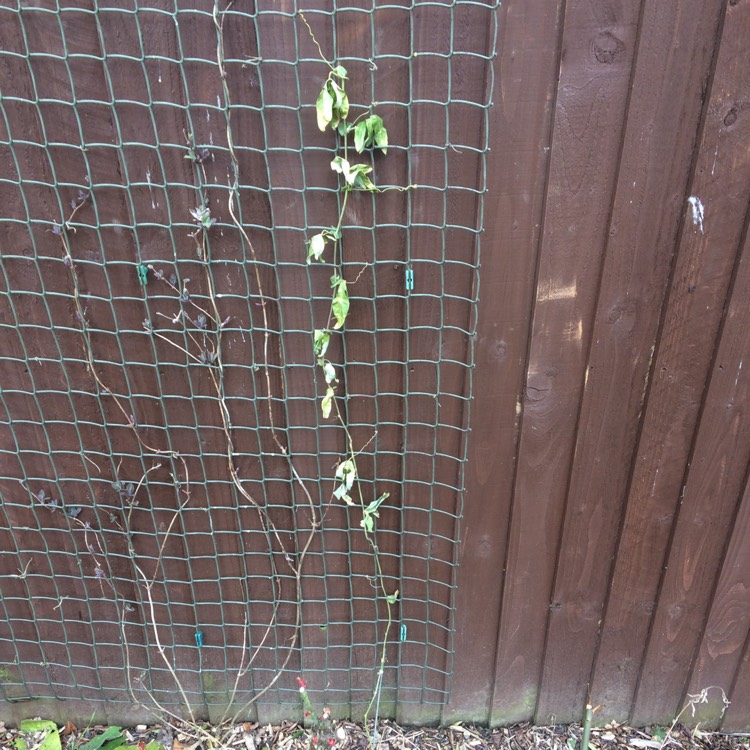 plant image 639602 plant image 639602