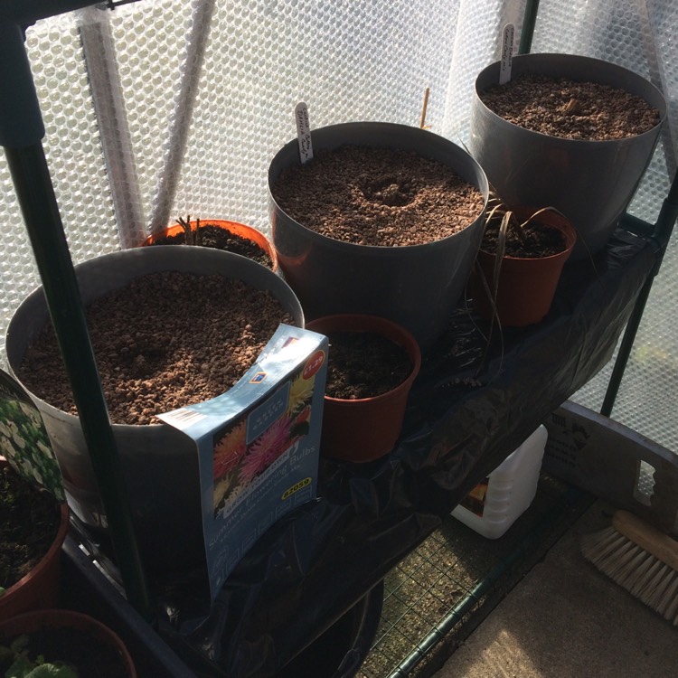 plant image 641359 plant image 641359