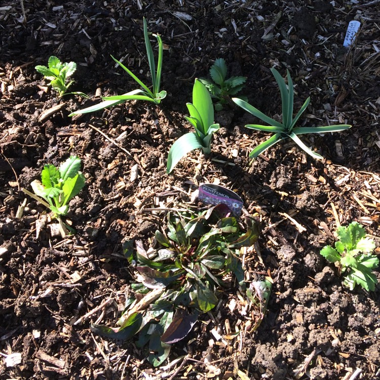 plant image 649599