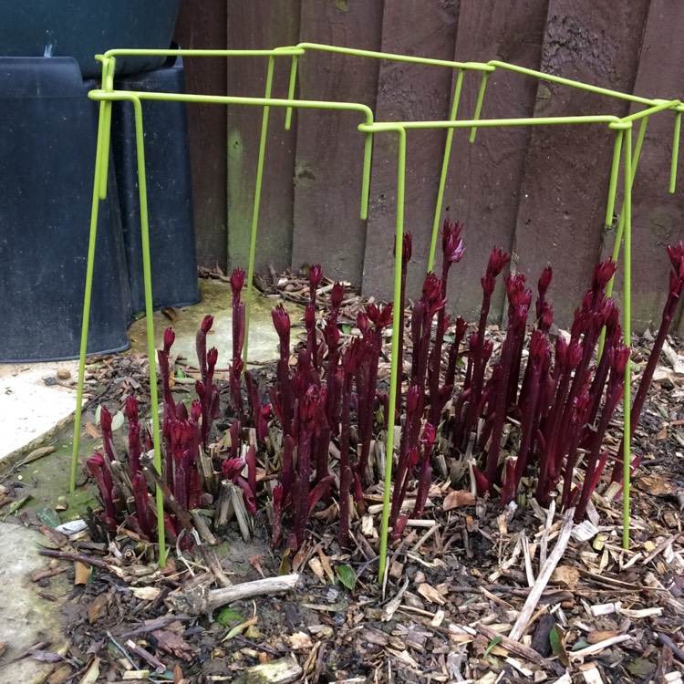 plant image 652468