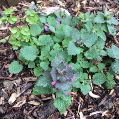 Lamium purpureum