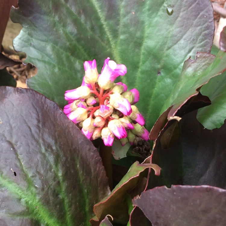 plant image 661158 plant image 661158