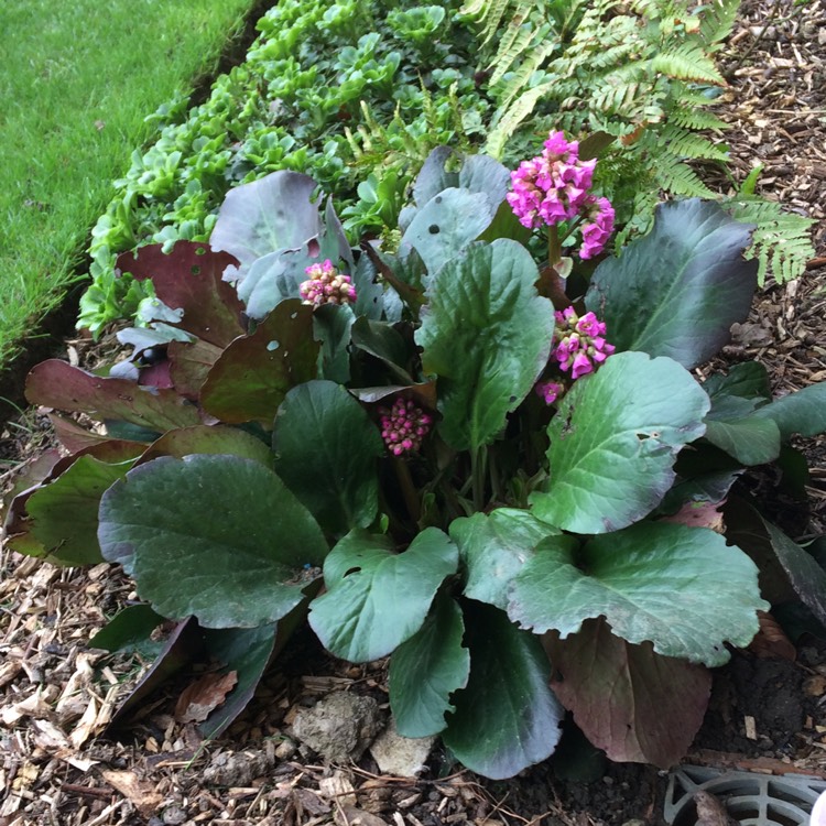 plant image 666206 plant image 666206