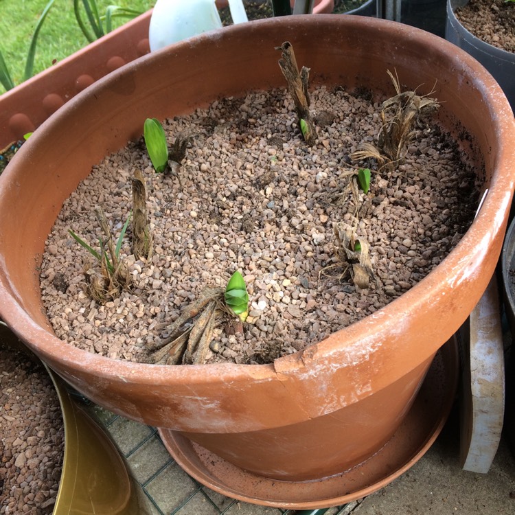plant image 680468