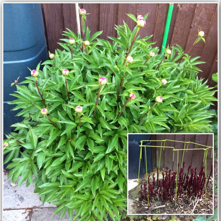 plant image 708039
