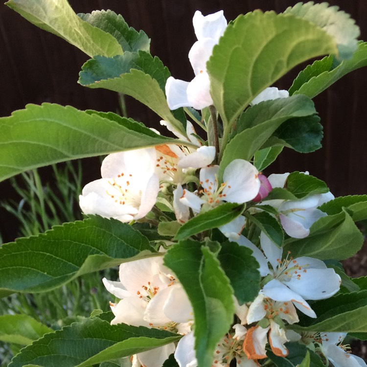 plant image 708053