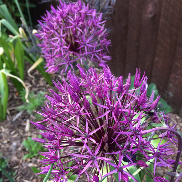 plant image 710905 plant image 710905