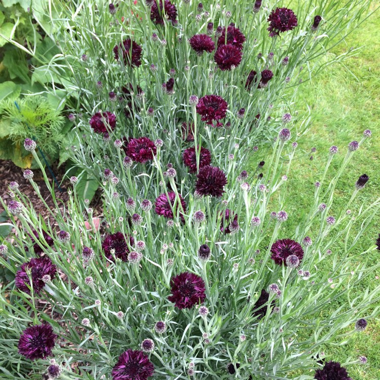 plant image 735801 plant image 735801