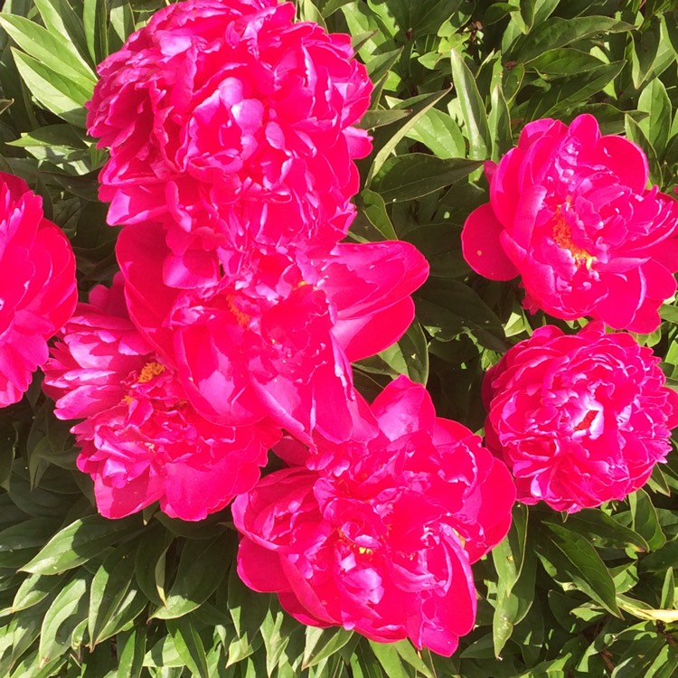 plant image 742390