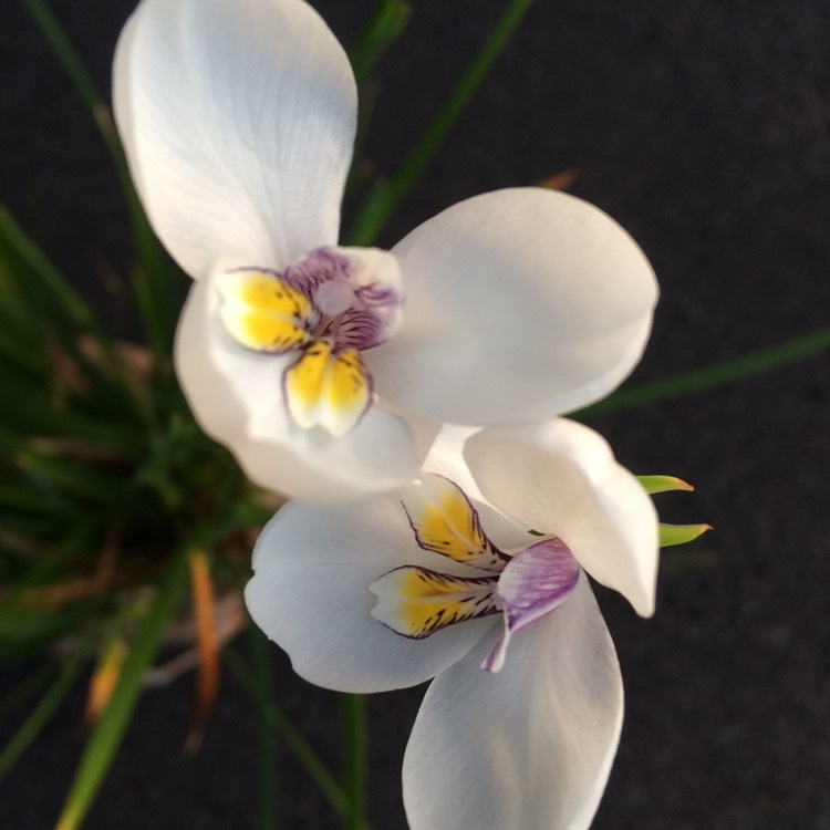plant image 758058 plant image 758058