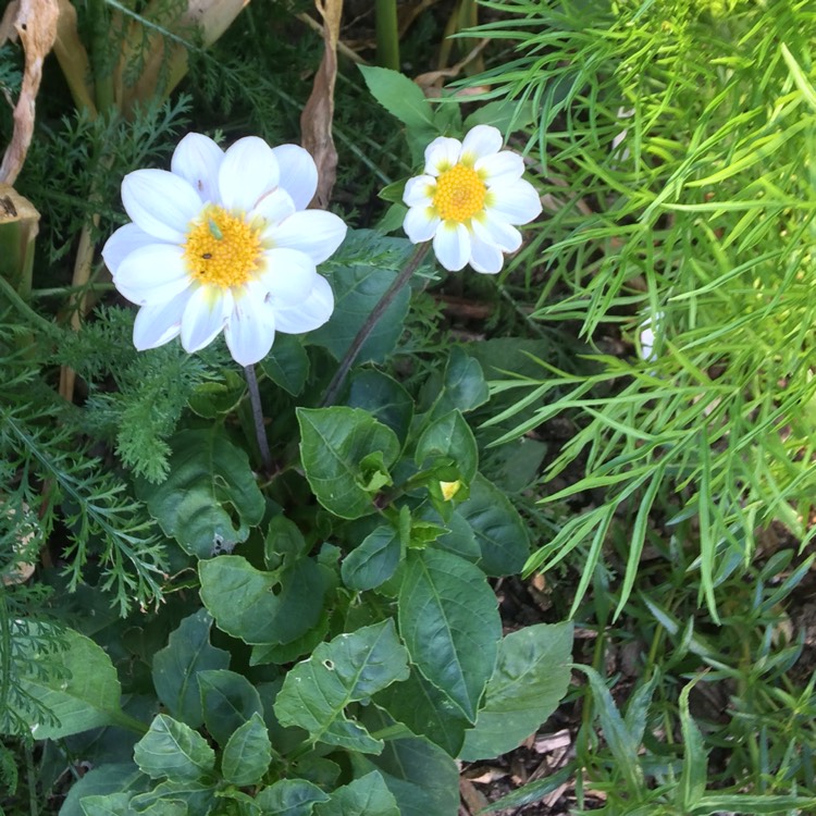 plant image 763642 plant image 763642