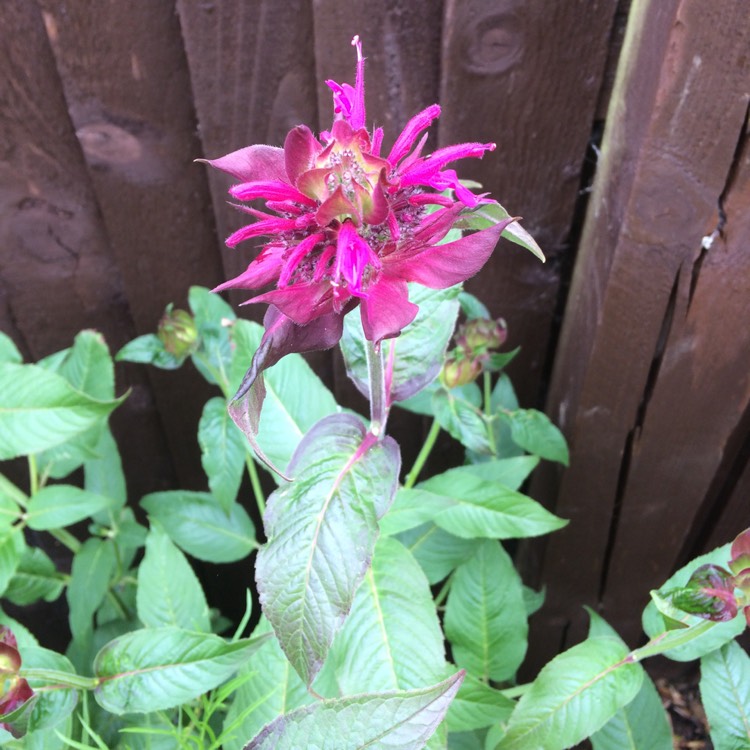plant image 771398 plant image 771398