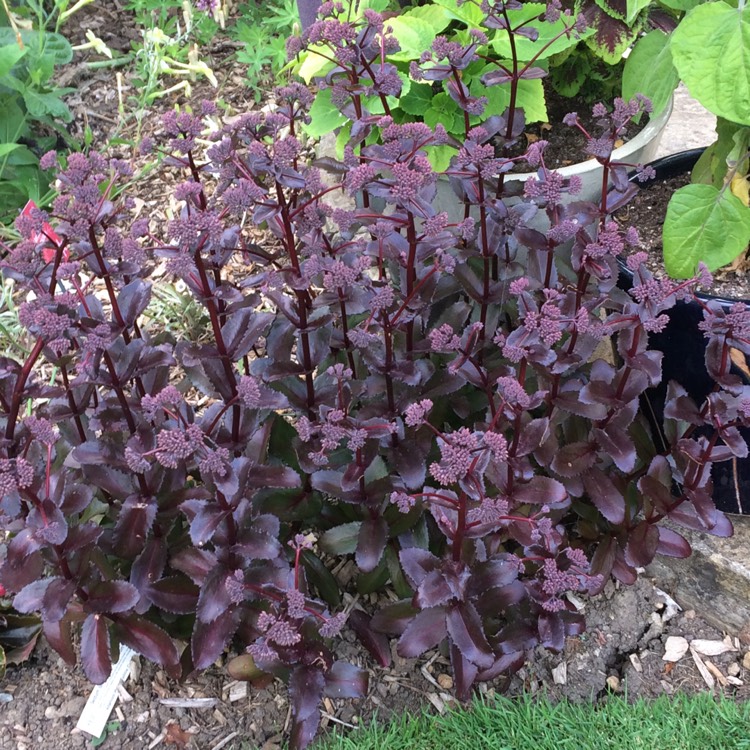 plant image 773836 plant image 773836