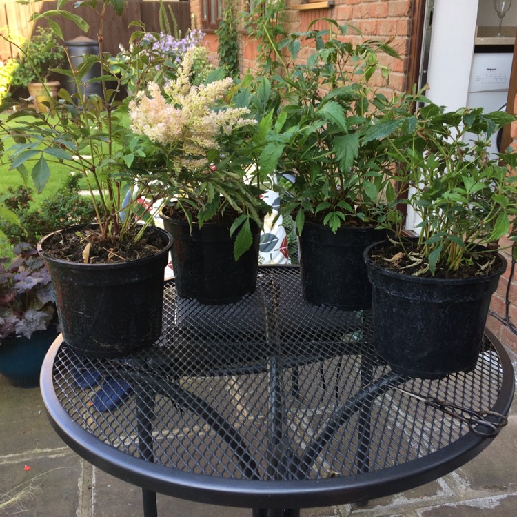 plant image 784949