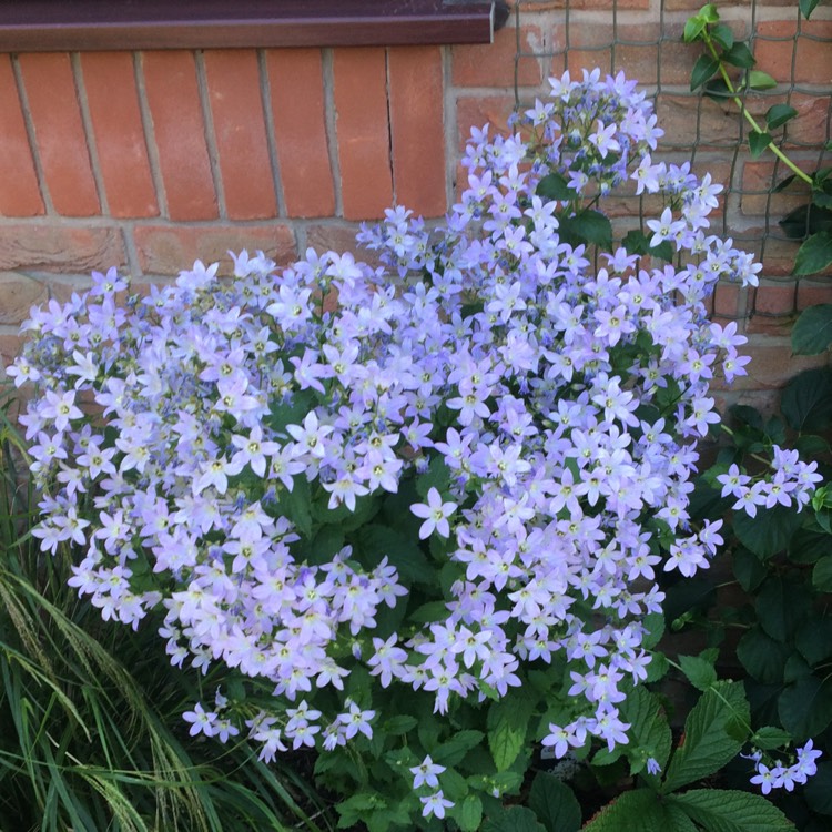plant image 786872