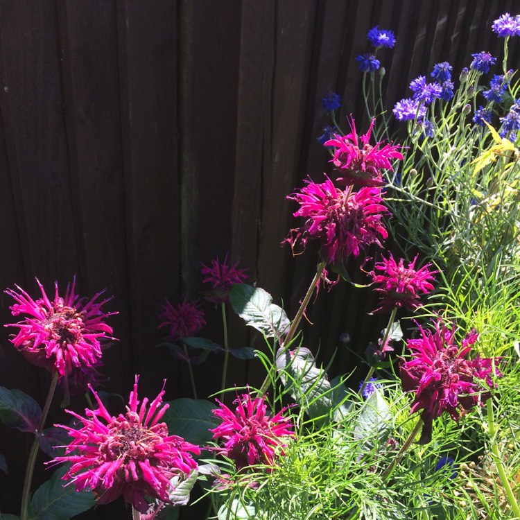 plant image 787856 plant image 787856