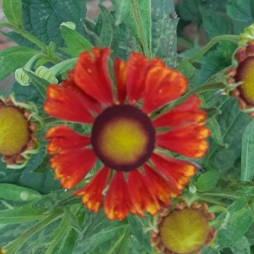 plant image 796091