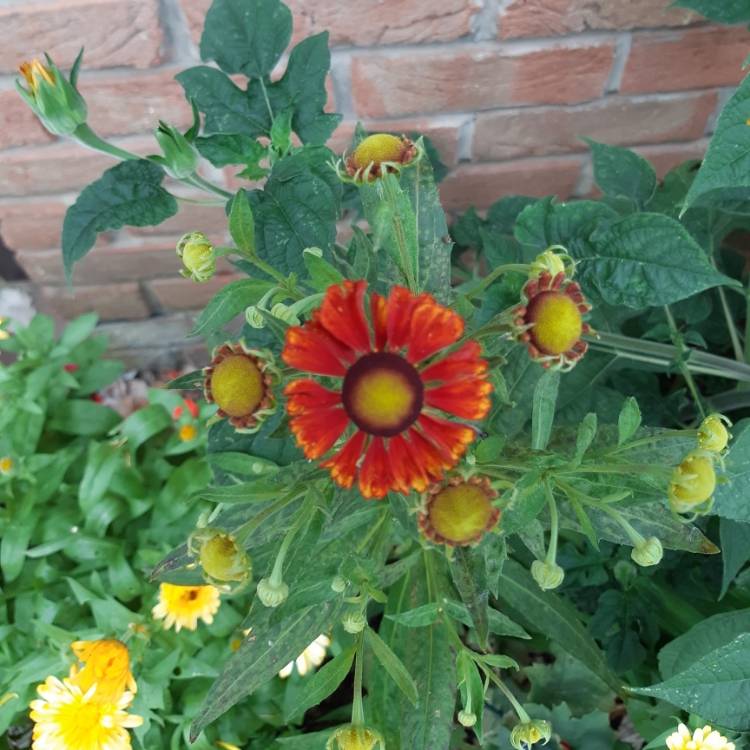 plant image 796605