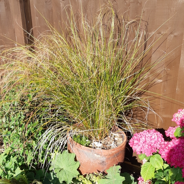 plant image 797447