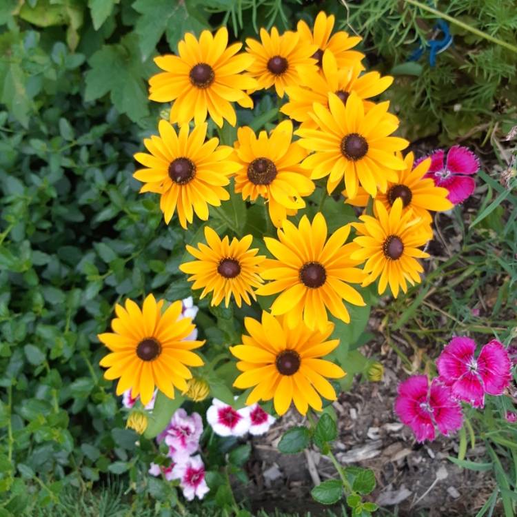 Plant image Rudbeckia hirta 'Rustic Dwarf Mix'