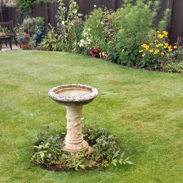 plant image 799166