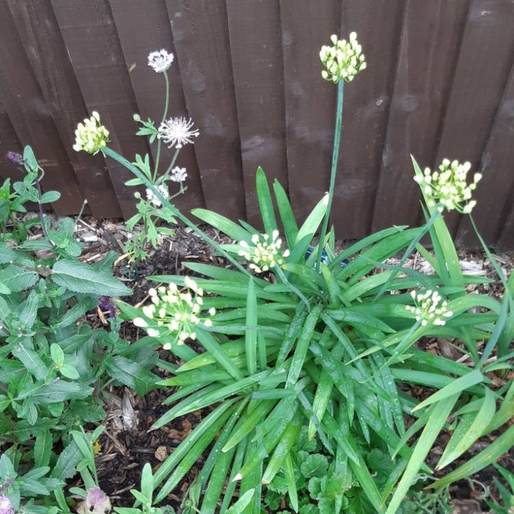 plant image 800127