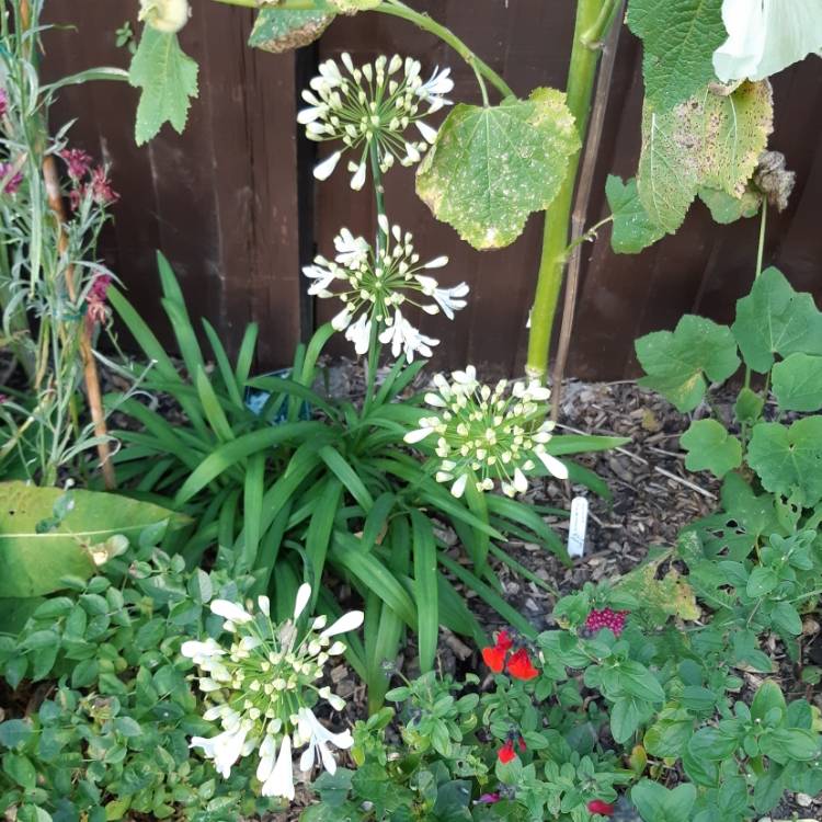 Plant image Agapanthus praecox 'Albiflorus' syn. Agapanthus umbellatus 'Albus'