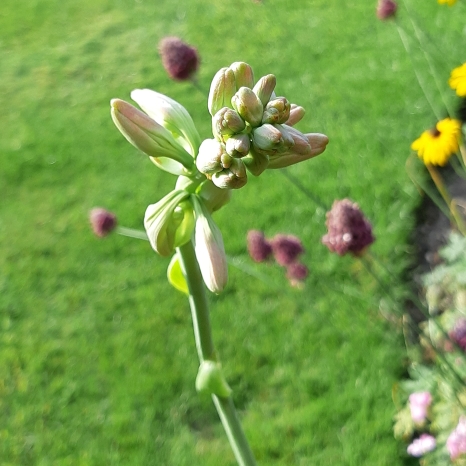 Plant image Polianthes tuberosa