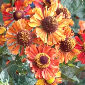plant image 817458